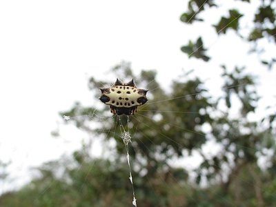 Gasteracantha cancriformis